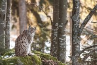 380 - LYNX 3 - RONDEL BRIGITTE - france